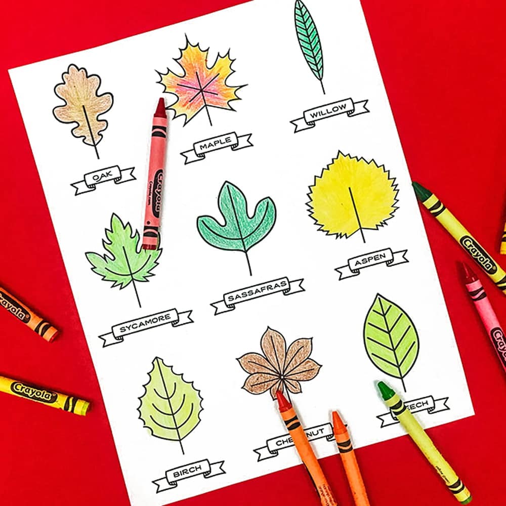 An autumn leaf kids printable with tons of uses! Make a memory game, a leaf art garland, a collector's book and more! | via barley & birch