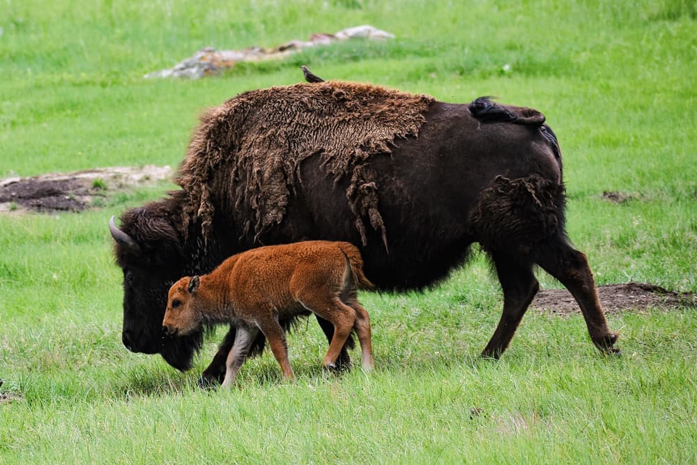 A bison walking through green grasses with her calf. A cowbird is perched on her back.