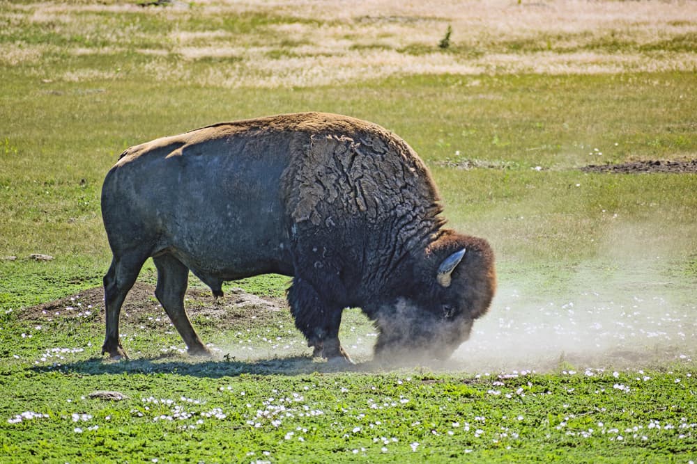 A bison kicking up dust in Custer State Park in South Dakota