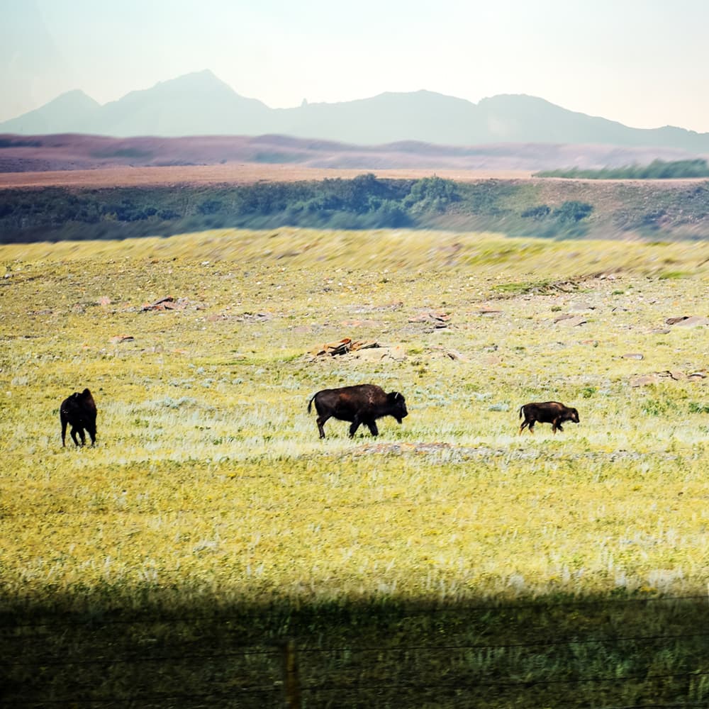 A photo of bison grazing in a field in Montana