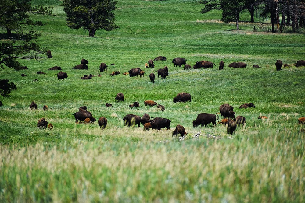 A herd of bison standing in an open preserve in South Dakota