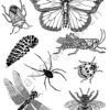 A sheet of illustrated insects