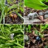 A grid of four photos of our mini backyard safari activity