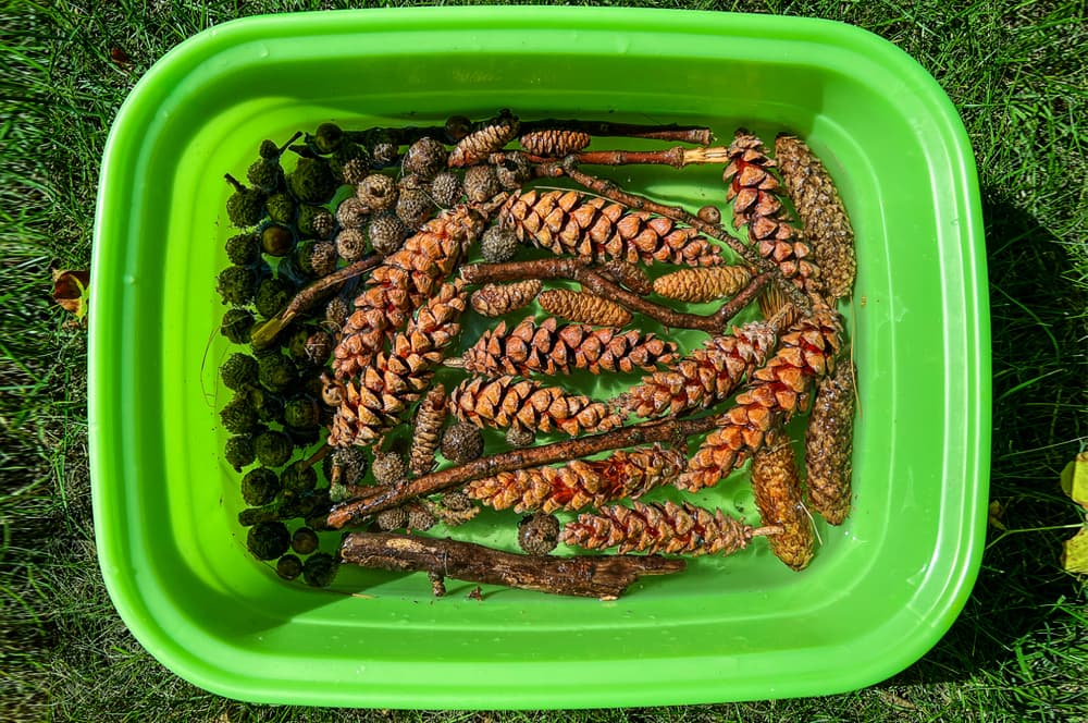how to preserve acorns and pinecones for kids nature play step one
