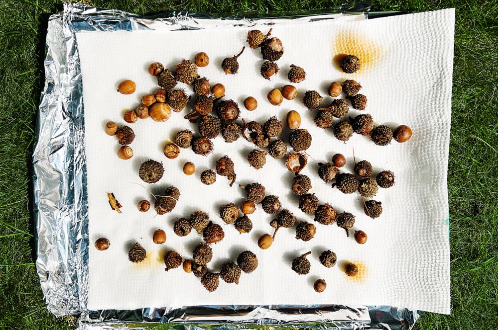 how to preserve acorns and pinecones for kids nature play step two