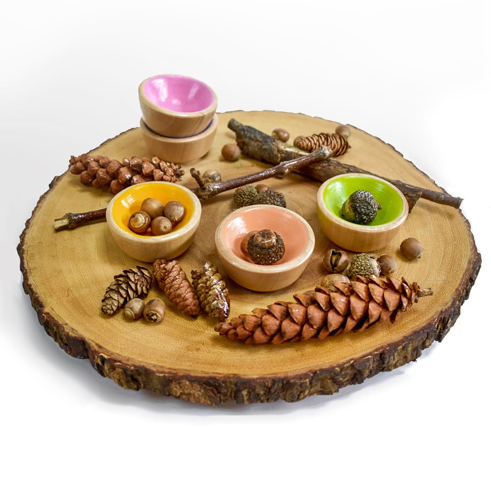 A collection of cleaned and preserved acorns pinecones and sticks sitting in colorful bowls on a large wood slice in front of a white background
