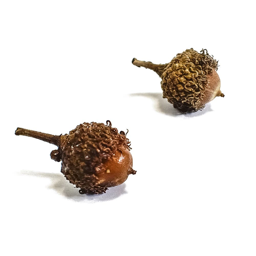 preserved acorns for kids nauture play 1 1