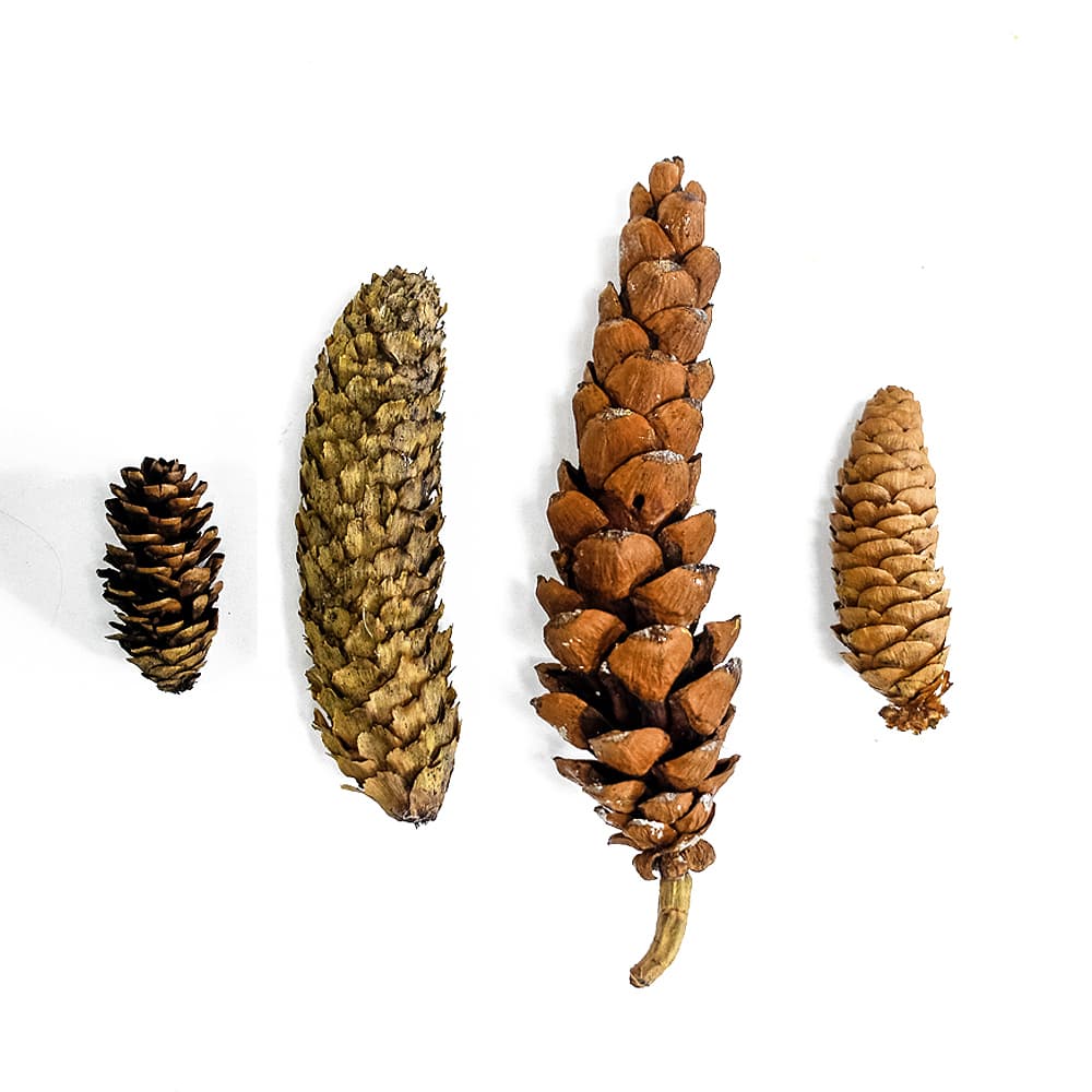 An assortment of cleaned and dried pinecones