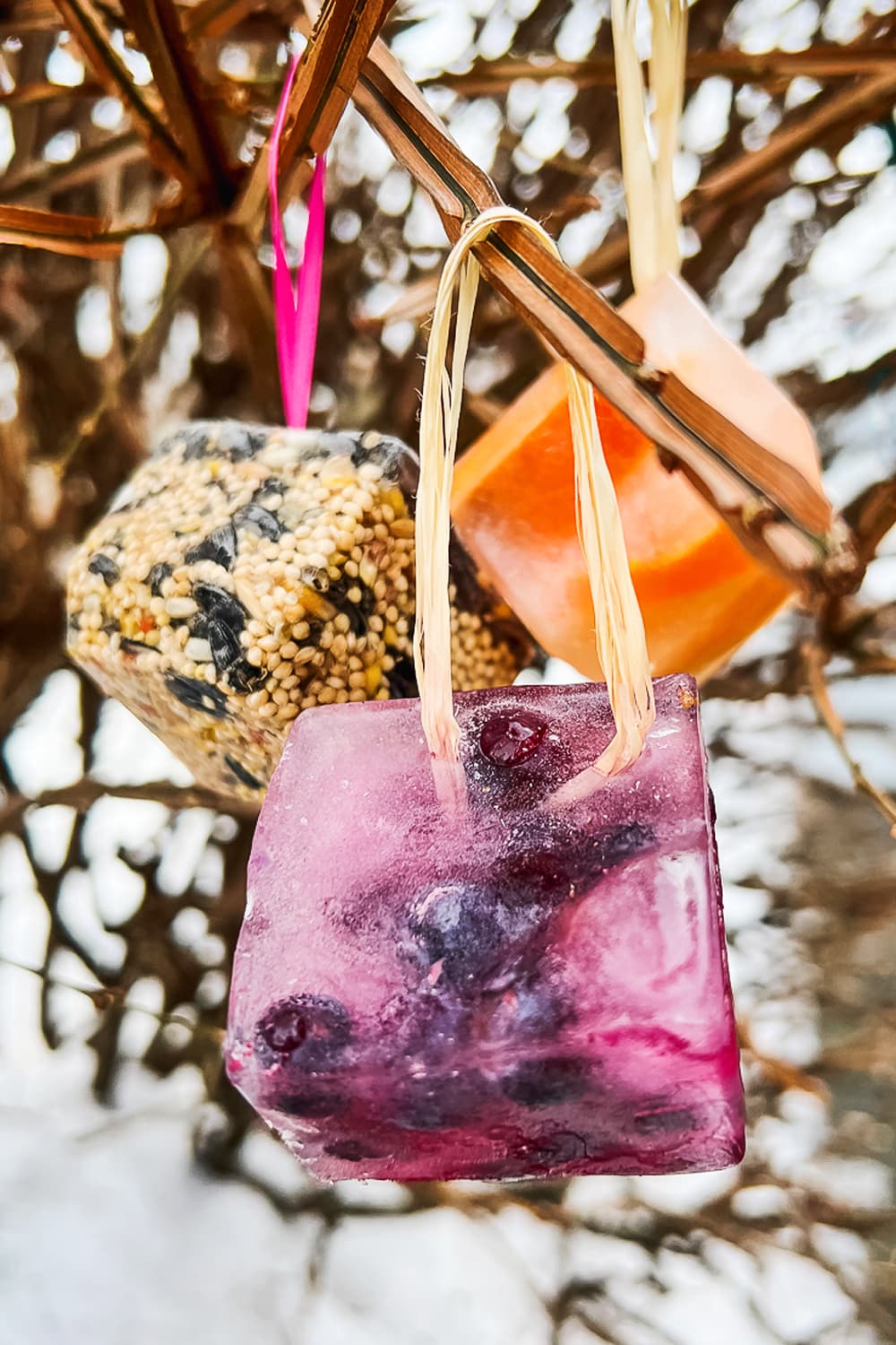 Three of our homemade frozen bird feeders hanging from tree branches