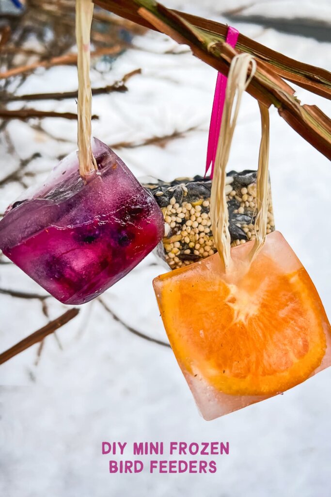 Three of our homemade frozen bird feeders hanging from tree branches
