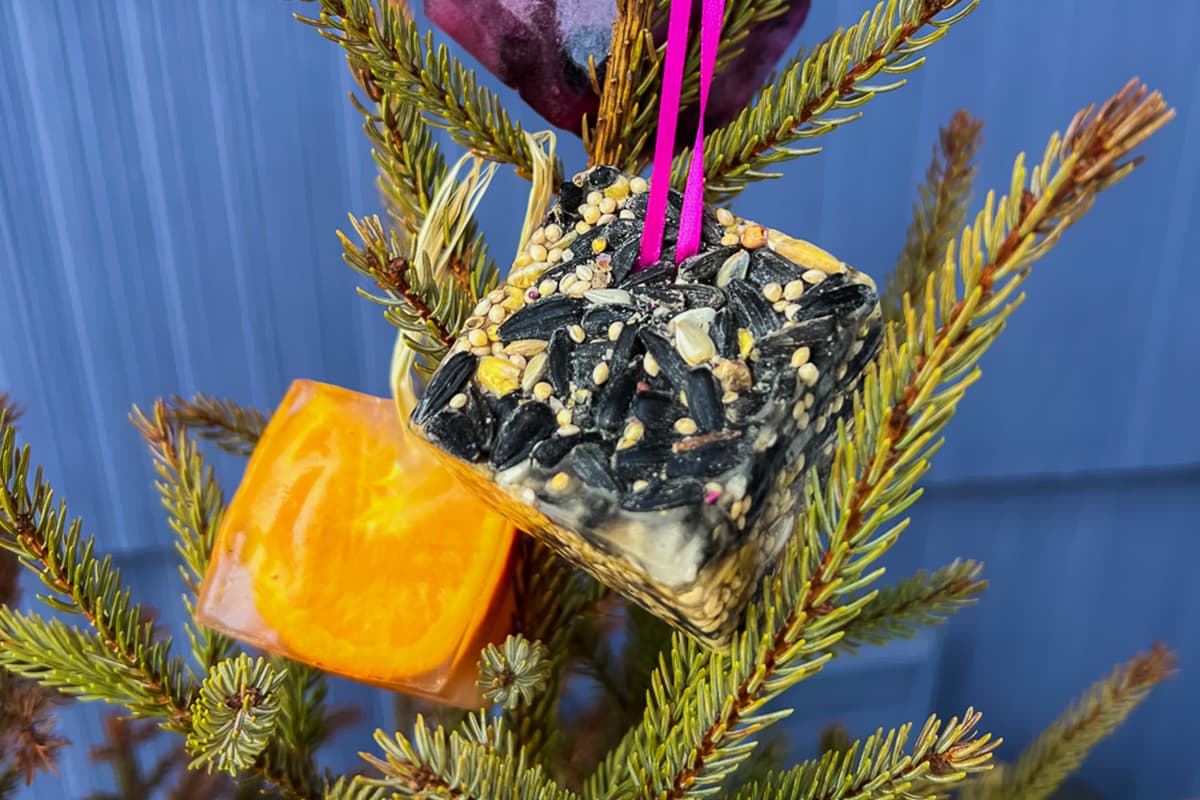 Three of our DIY frozen bird feeders hanging from tree branches