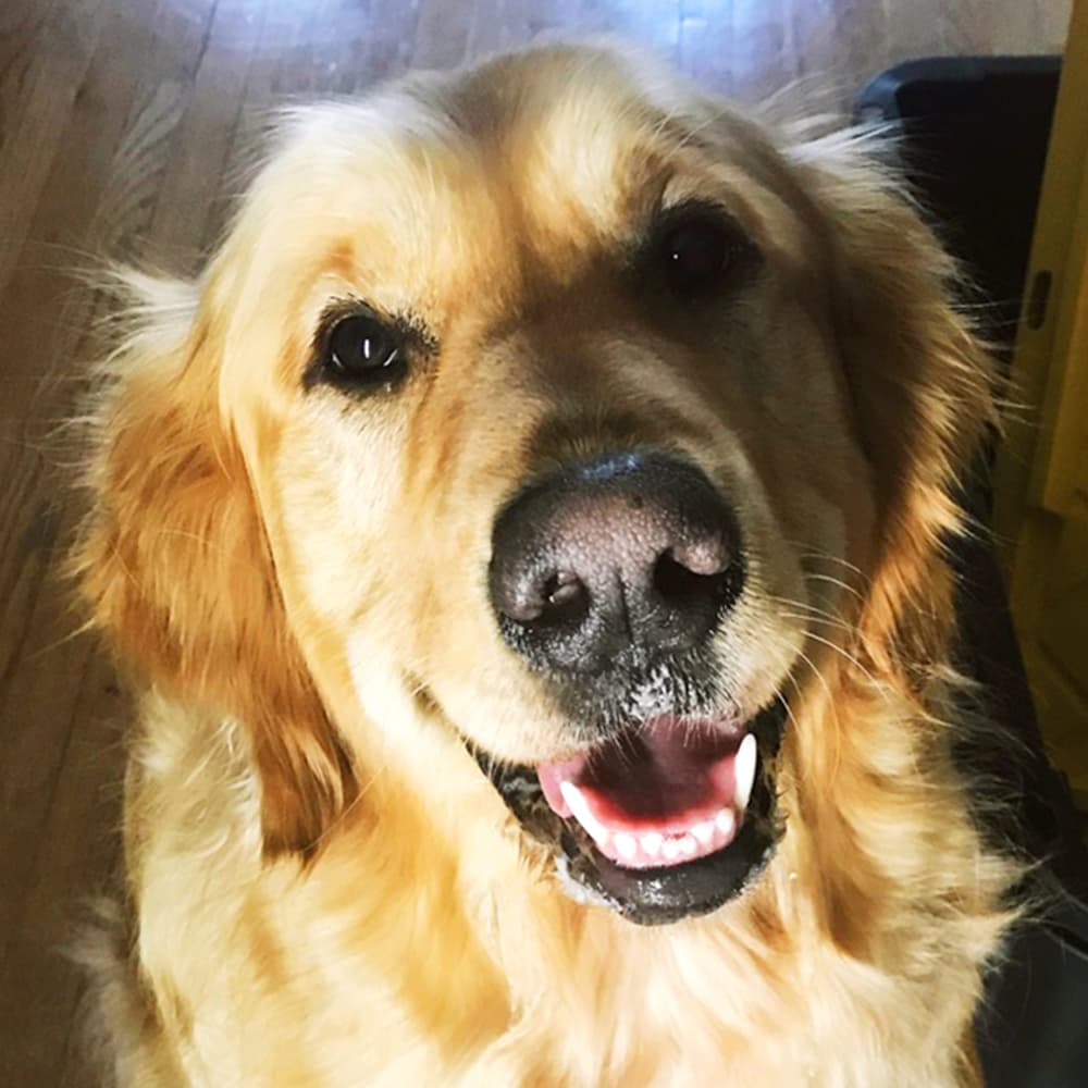 Our happy golden retriever thor