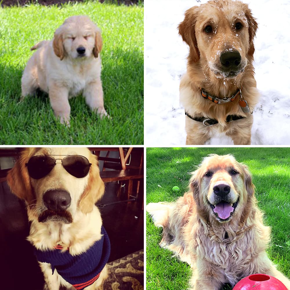 Pictures of our golden retriever Thor