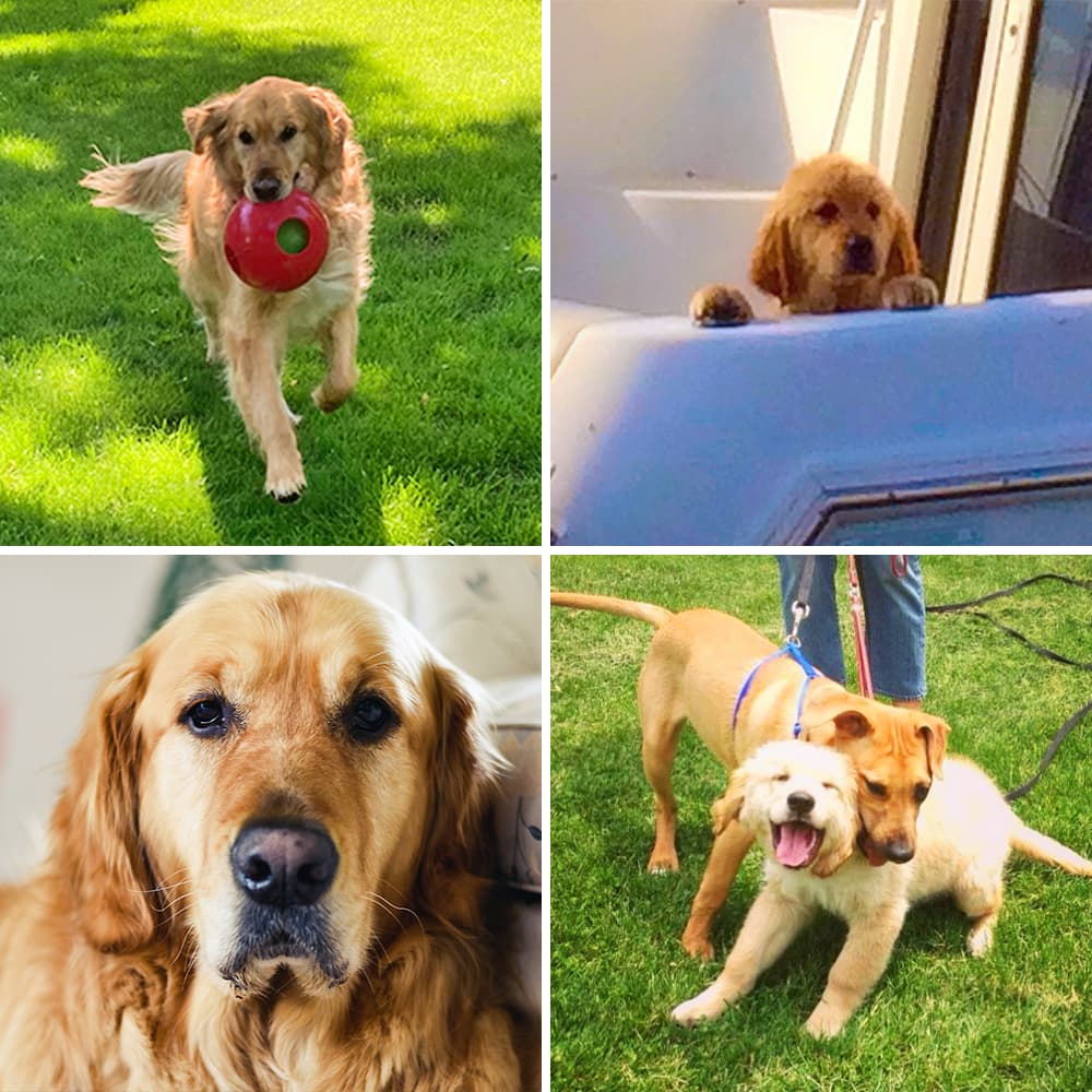 Pictures of our golden retriever