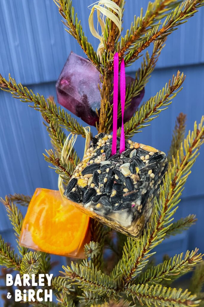 Our easy bird seed ice ornaments hanging in a Pine tree