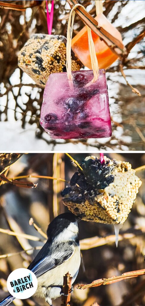 Photos of our DIY frozen bird feeders
